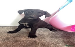 Borador dogs for sale: Collie x lab puppies - Image 4