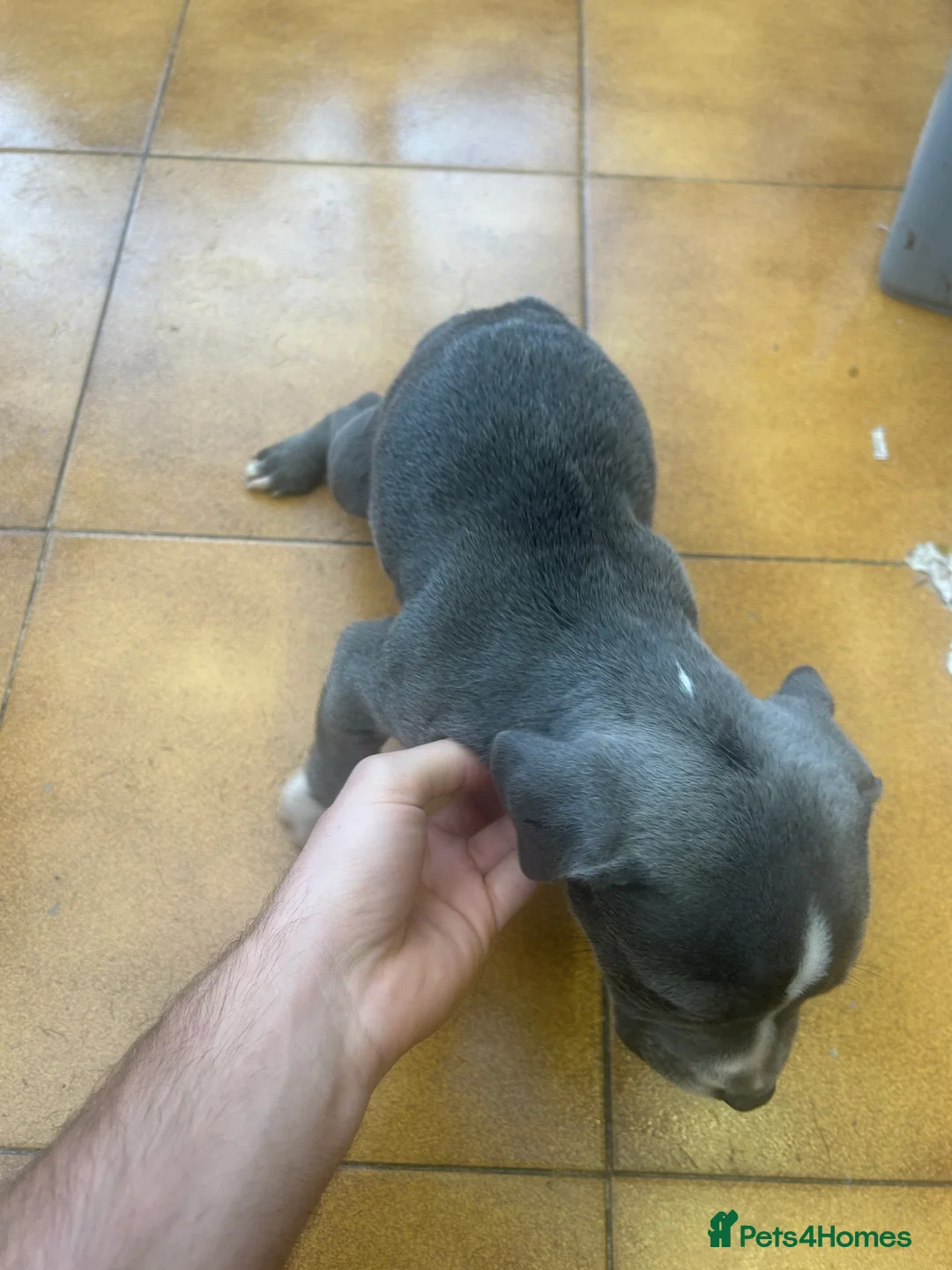 Staffordshire Bull Terrier dogs for sale: Adorable Blue-Eyed Grey Staffordshire Bull Terrier - Advert 19