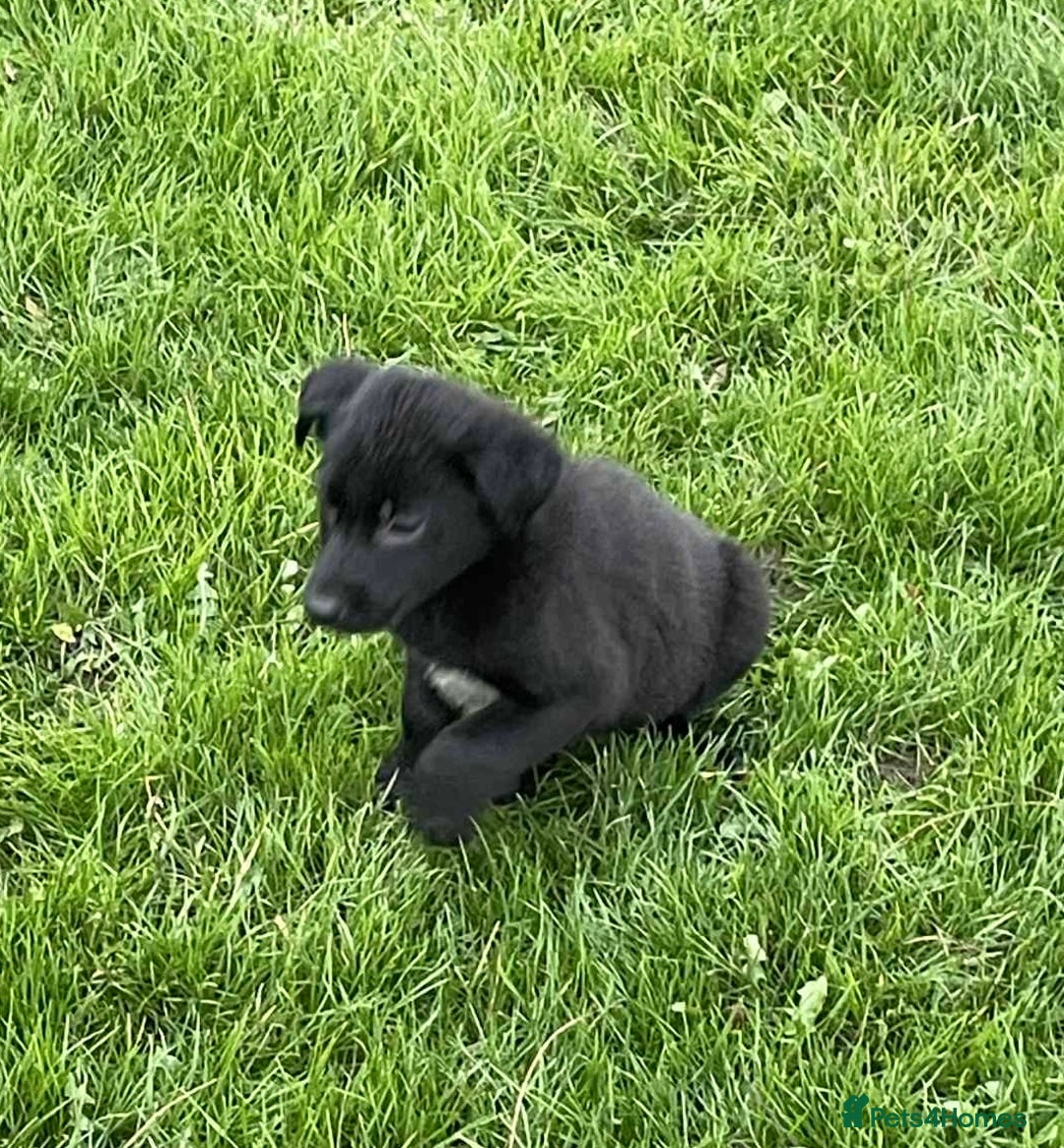 Labrador Retriever dogs for sale: Fabulous Lab x Border Collies - Advert 5