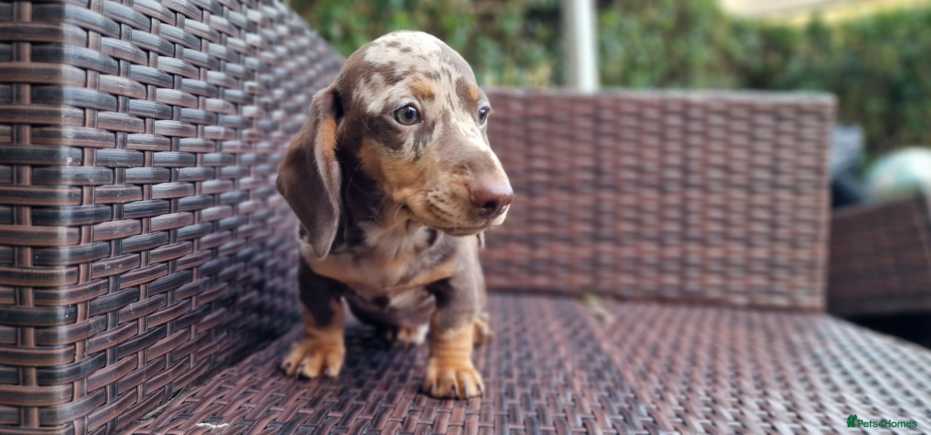 Miniature Dachshund dogs Mini dachshunds puppies  - Advert 3