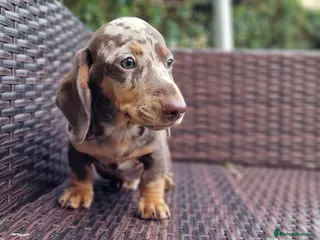 Miniature Dachshund dogs Mini dachshunds puppies - Advert 3