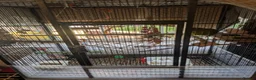 Parrots birds for sale: Kakariki male - Advert 2