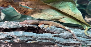 Gecko reptiles - Advert 13