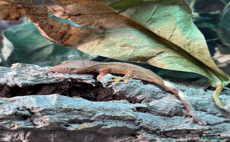 Gecko reptiles - Advert 3