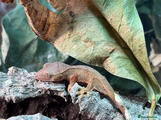 Gecko reptiles - Advert 1