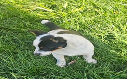 Jack Russell dogs for sale: Beautiful bonnie - Image 4