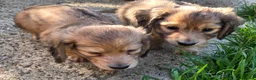 Dachshund dogs for sale: 4 Long Haired Mini Dachshunds beautifully stunning - Advert 18