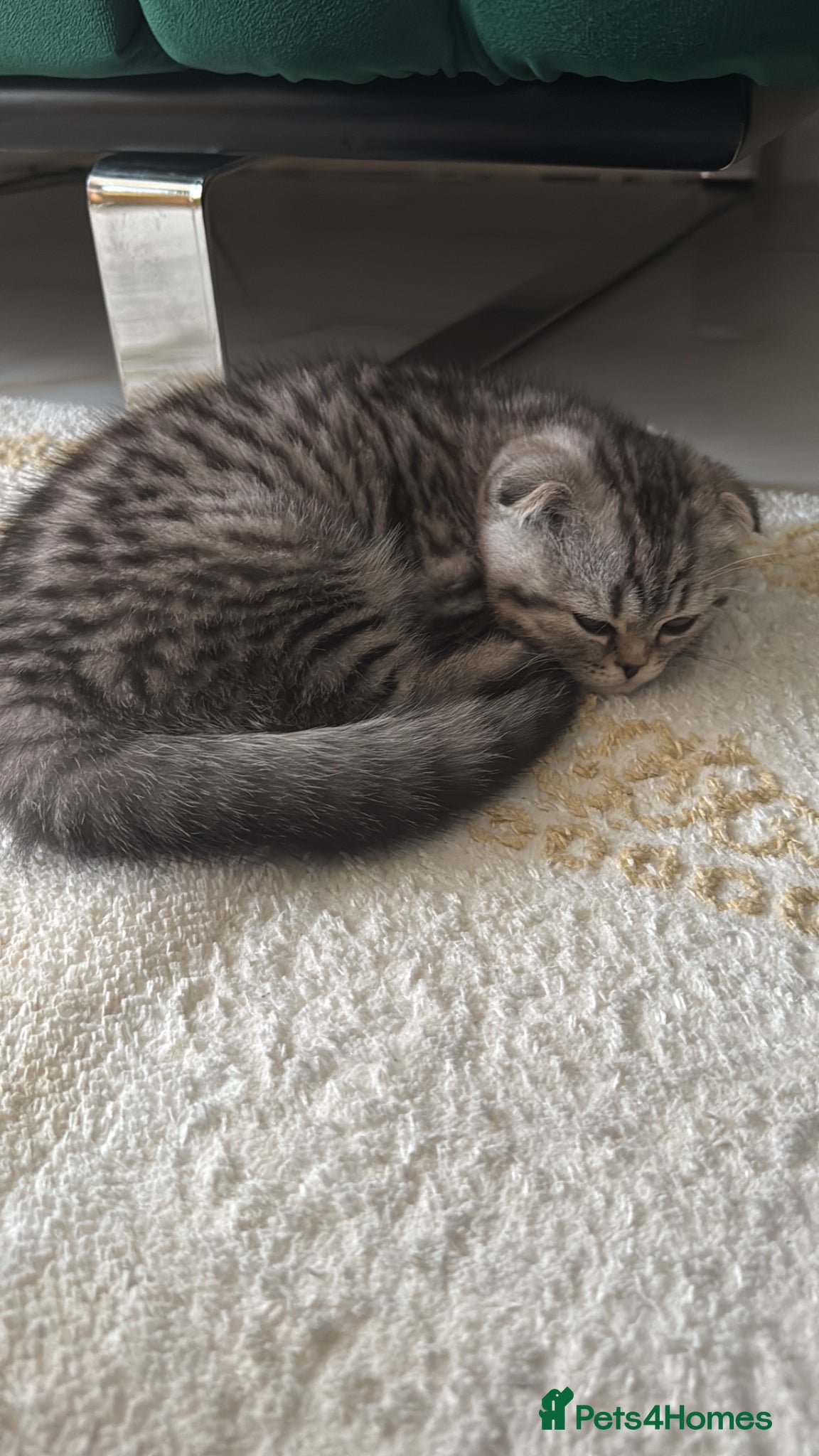 Scottish Fold cats Adorable Scottish fold kittens for sale🐾 - Advert 2