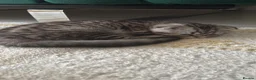 Scottish Fold cats for sale: Adorable Scottish fold kittens for sale🐾 - Advert 8