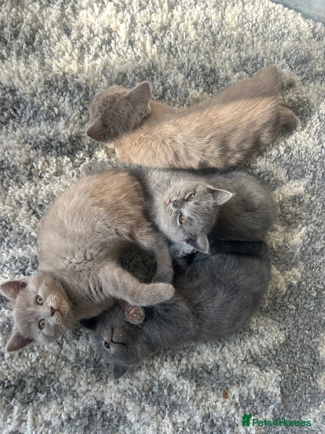 British Shorthair cats for sale: Beautiful British short hair kittens  in Manchester - Image 28