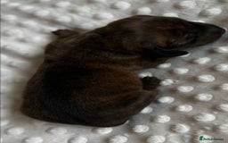 Miniature Dachshund dogs for sale: Miniature Brindle and Dapple Dachshunds  - Image 3
