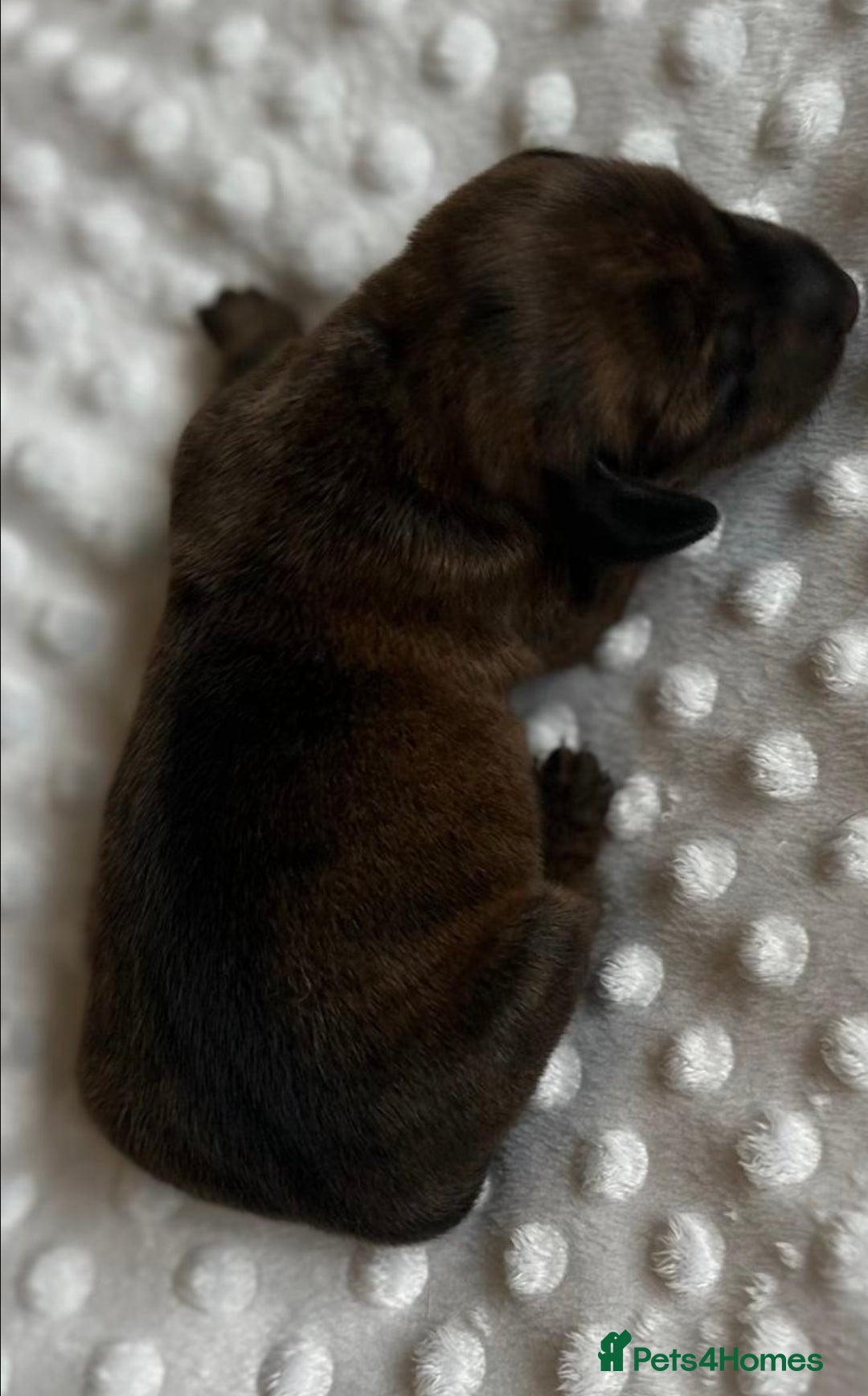Miniature Dachshund dogs for sale: Miniature Brindle and Dapple Dachshunds  - Image 3