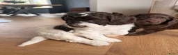Mixed Breed dogs for sale: Sprockerpoo Puppies - Advert 7