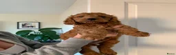 Cavapoo dogs for sale: Ms penelope henshaw - Advert 6