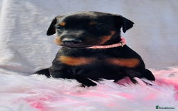 Dobermann dogs for sale: Welcoming the Disco Dobermans litter  - Image 8