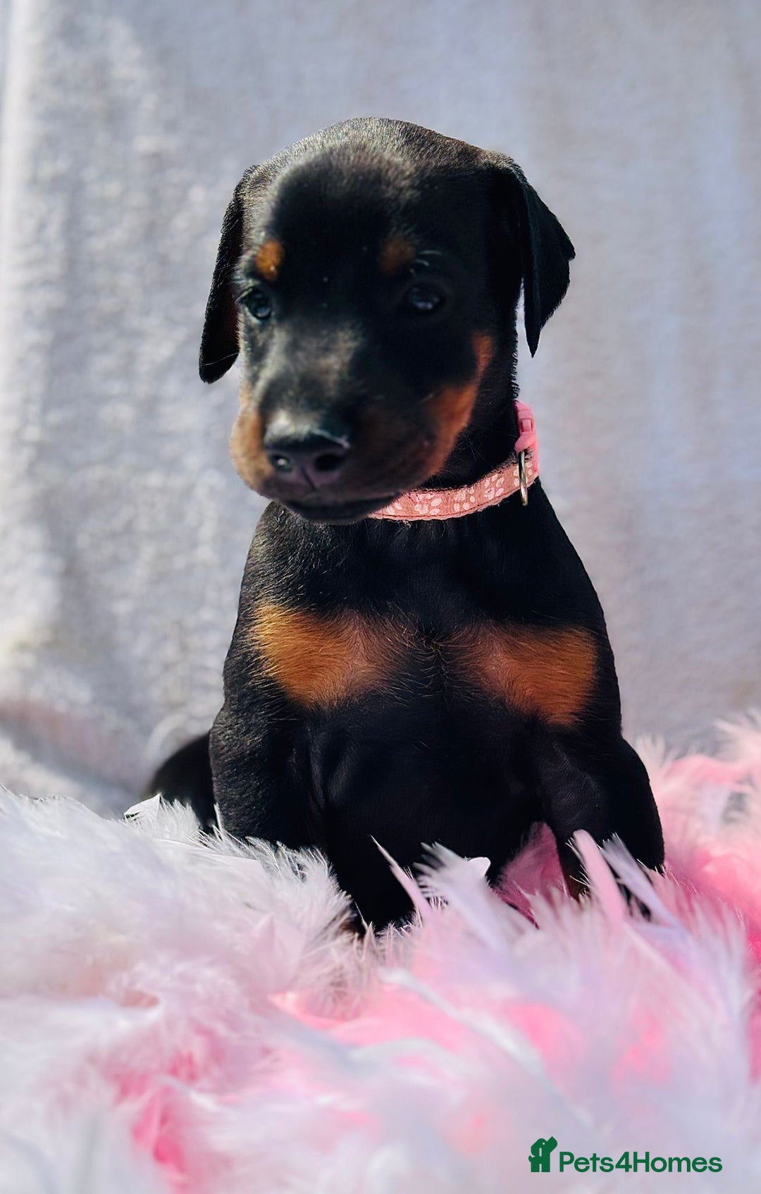 Dobermann dogs for sale: Welcoming the Disco Dobermans litter  - Image 8