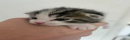 Maine Coon cats for sale: Maine coon mix kittens - Advert 10