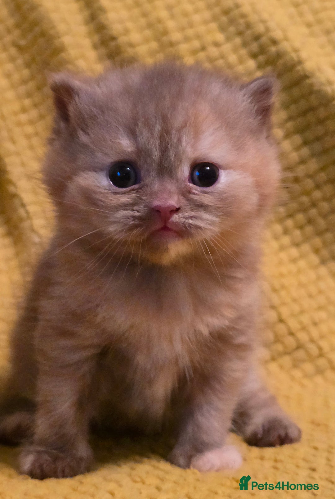 British Shorthair cats for sale: TICA registered British shorthair kittens - Advert 16