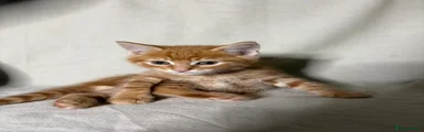 Male Kitten 1