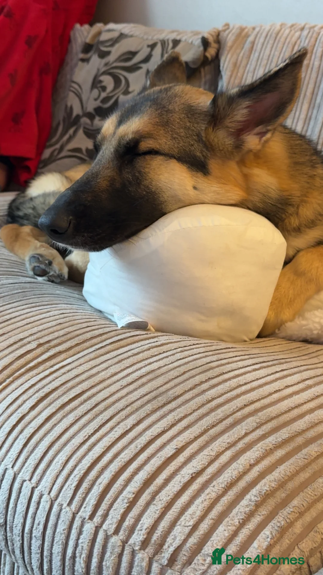 Shepsky dogs for sale: 1 year old Shepsky (German shepherd X husky)  - Advert 2