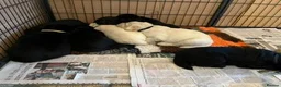 Labrador Retriever dogs for sale: Lovely black show bred puppies in Taunton - Advert 6