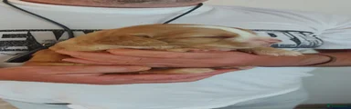 Cocker Spaniel 2