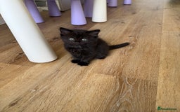 Persian cats for sale: Persian / British shorthair mix 🩷8 weeks old 🩷 - Image 11