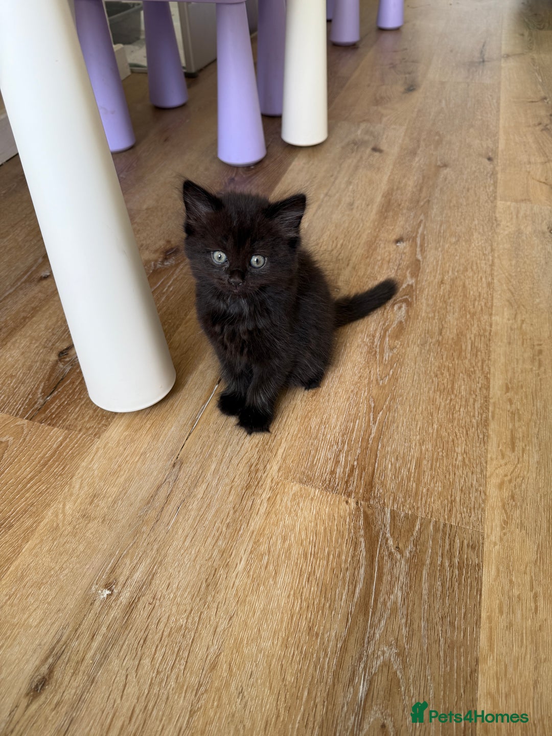 Persian cats for sale: Persian / British shorthair mix 🩷8 weeks old 🩷 - Image 11