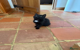 Mixed Breed cats for sale: 3 British short hair cross - Image 4