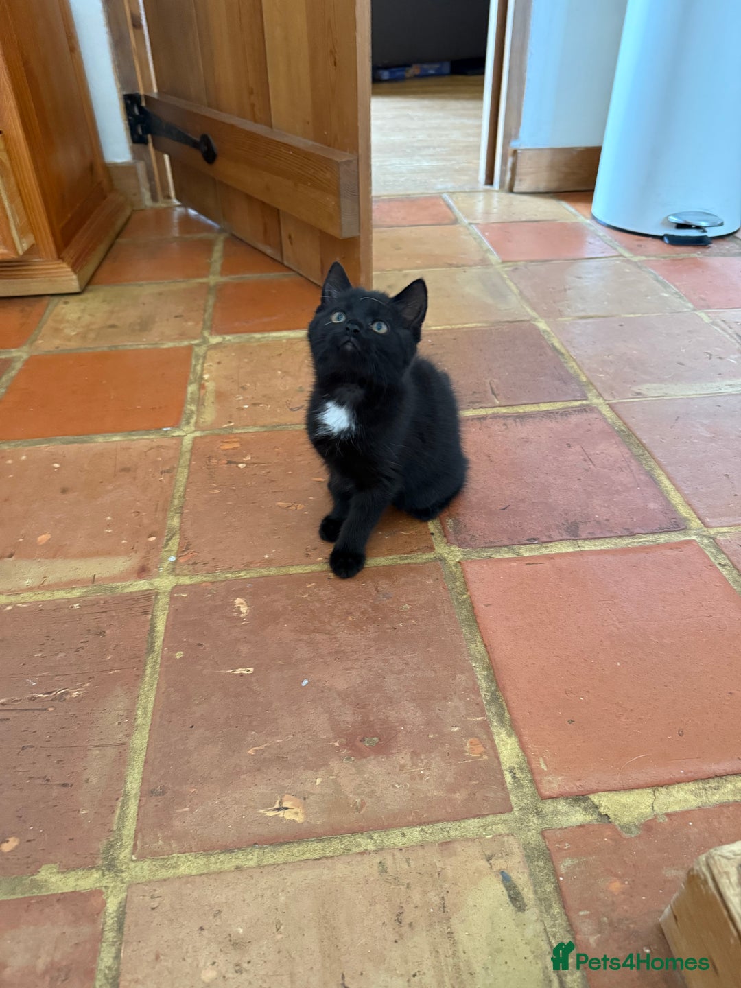 Mixed Breed cats for sale: 3 British short hair cross - Image 4