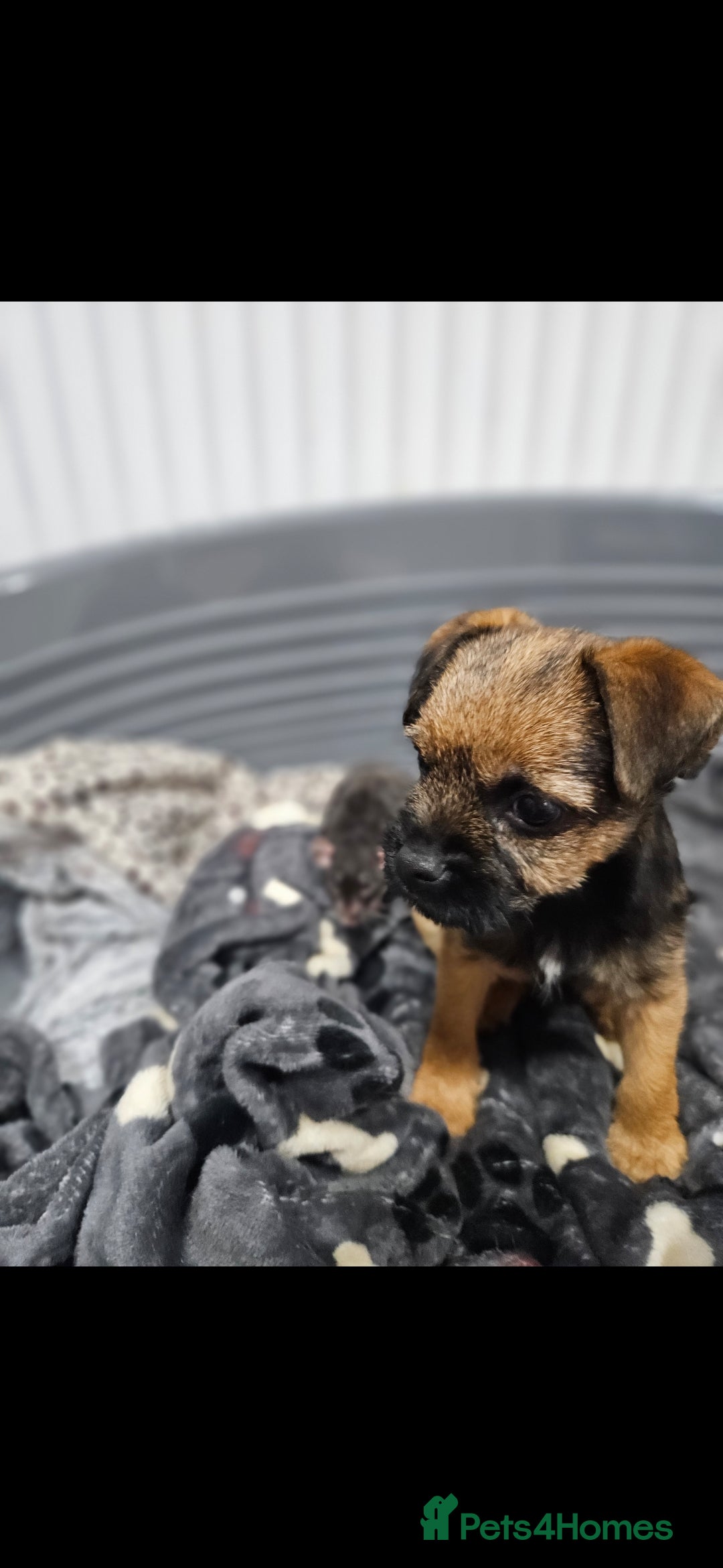 Border Terrier dogs for sale: Border Terrier Female Puppy - Advert 6
