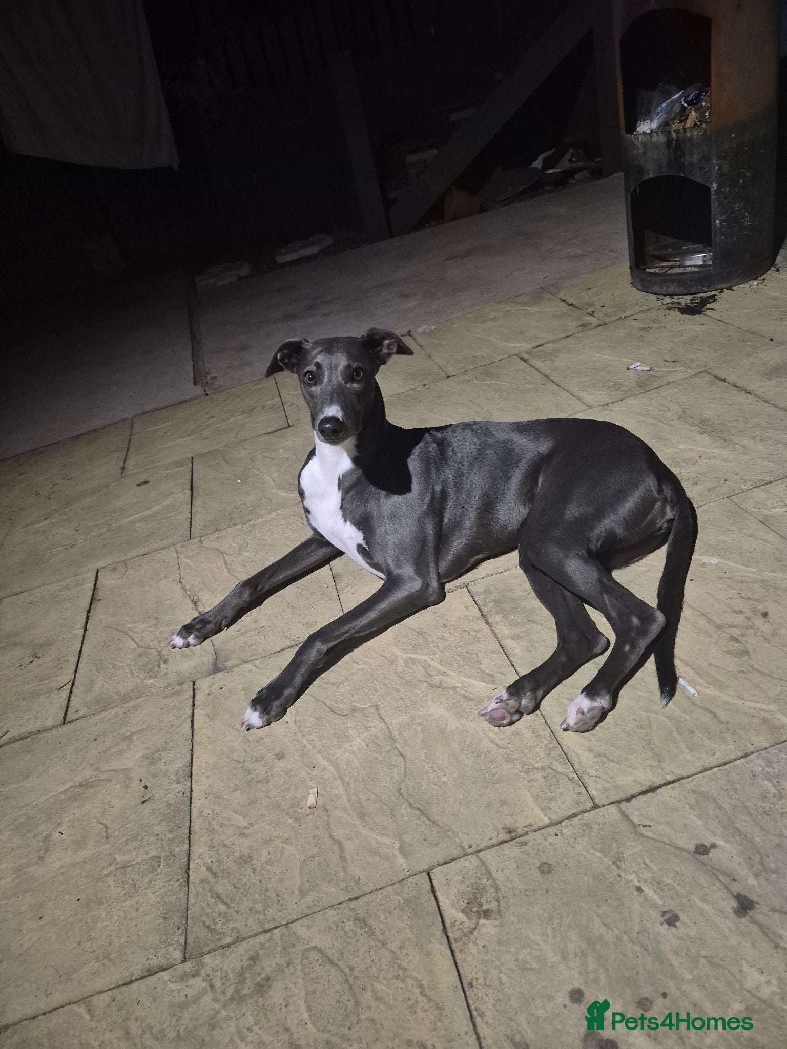 Lurcher dogs 2 lurcher  - Advert 6