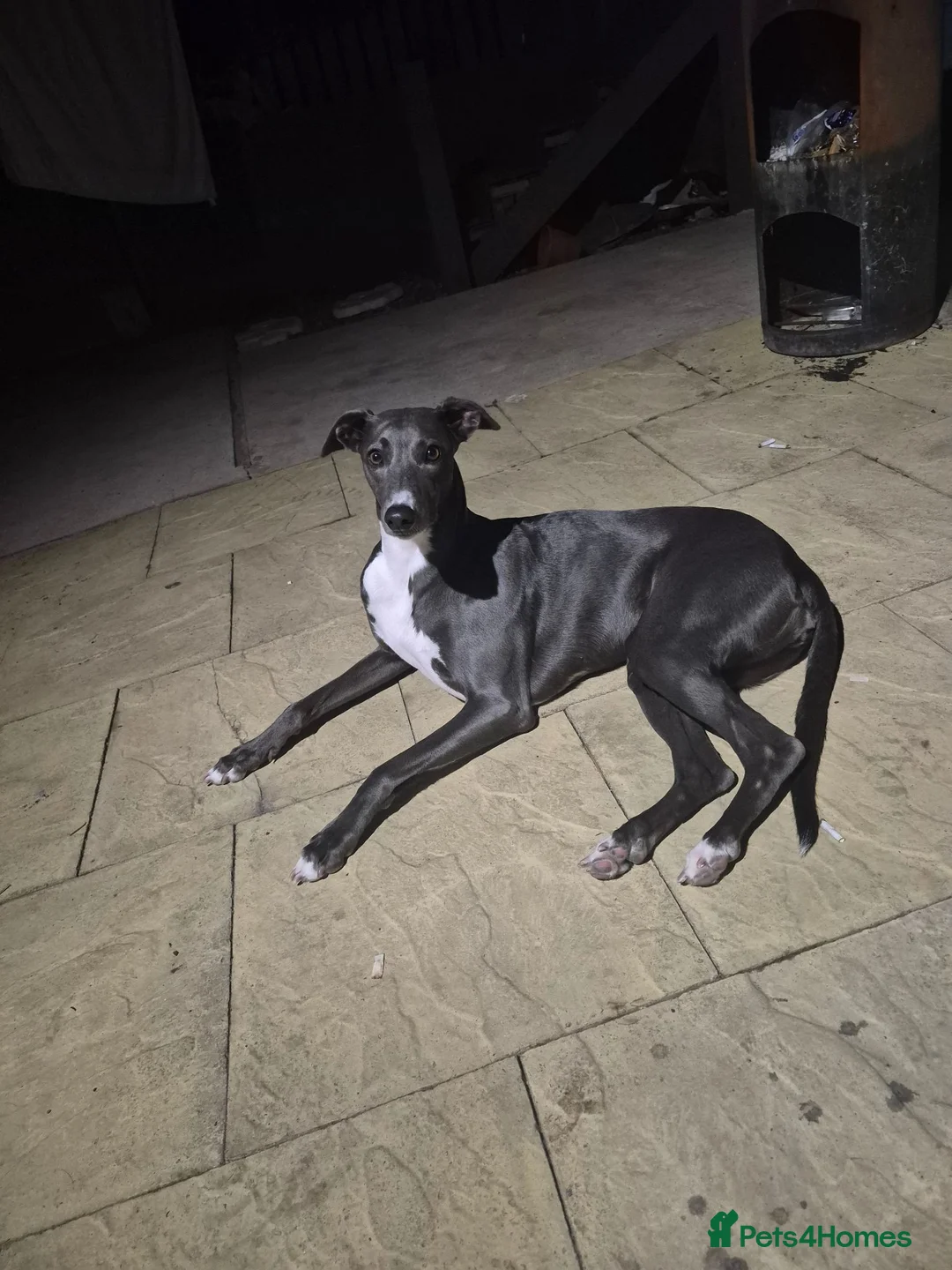 Lurcher dogs for sale: 2 lurcher  in Workington - Advert 1