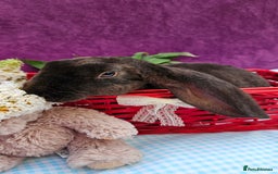 Mini Lop rabbits for sale: Baby velveteen lops & adult mini rex  - Image 6