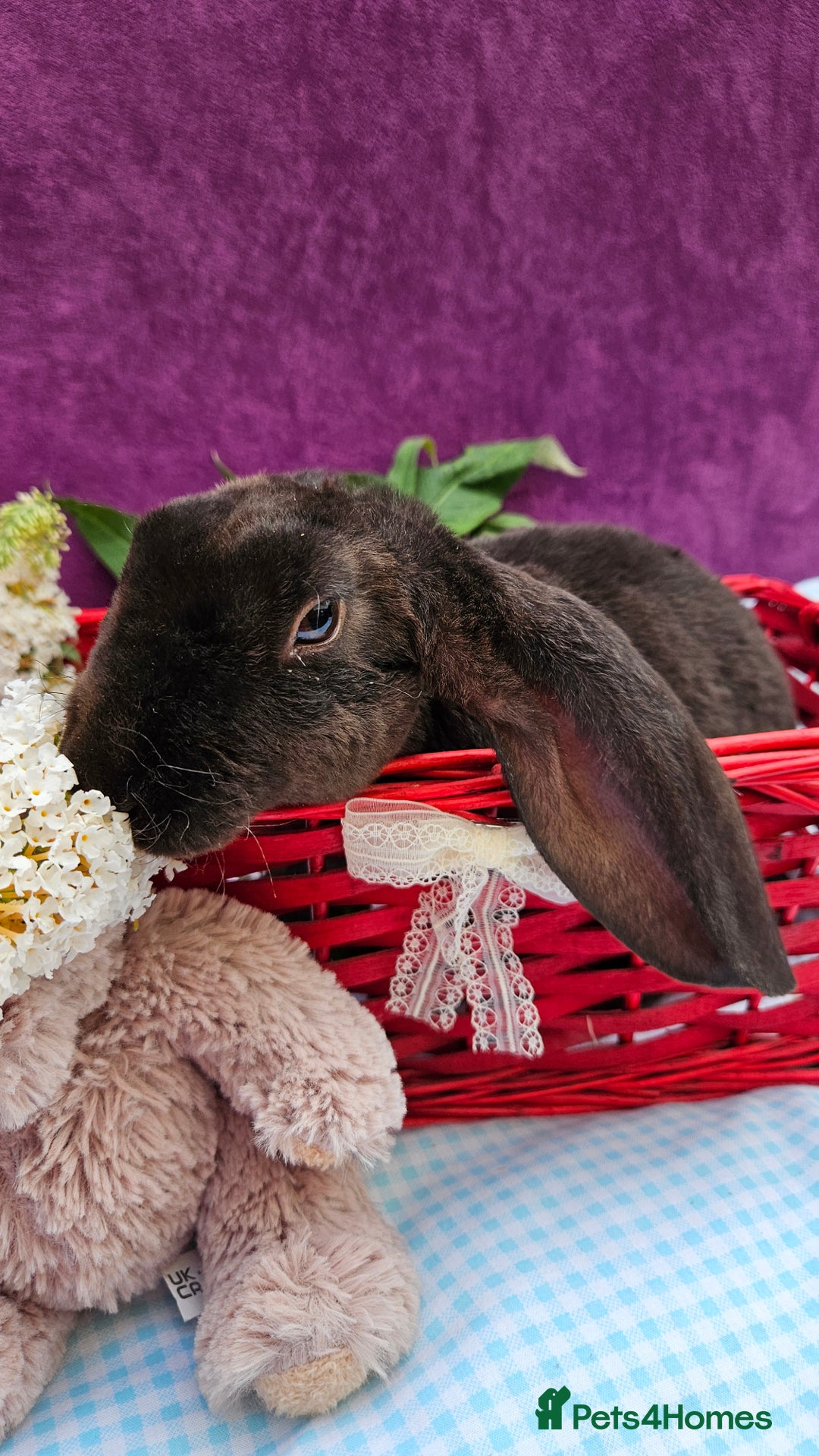 Mini Lop rabbits for sale: Baby velveteen lops & adult mini rex  - Image 6