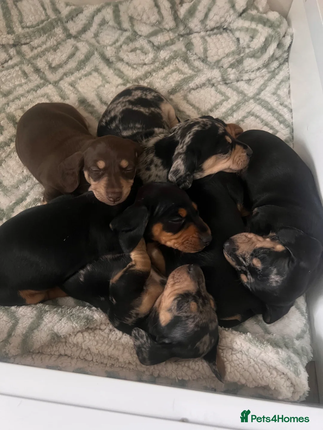 Miniature Dachshund dogs for sale: KC registered miniature dachshunds READY NOW - Advert 2