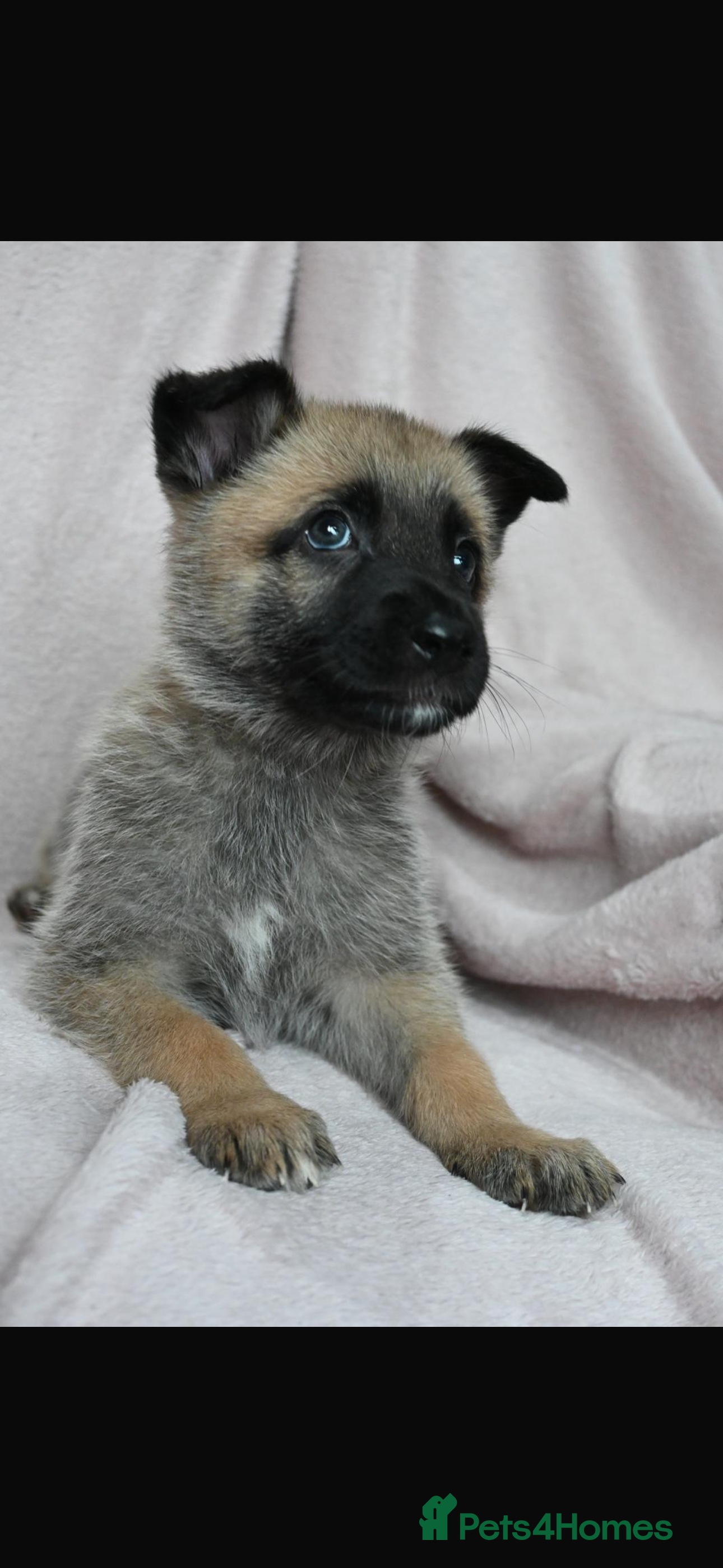 Mixed Breed dogs 8 beautiful healthy  puppies ,  German shepherd  - Advert 2
