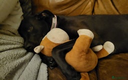 Mixed Breed dogs for sale: Alaunt type puppies - Advert 4