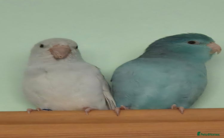 Parrots birds - Advert 1