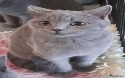 British Shorthair cats for sale: Beautiful Pedigree British short-haired kittens  - Image 3