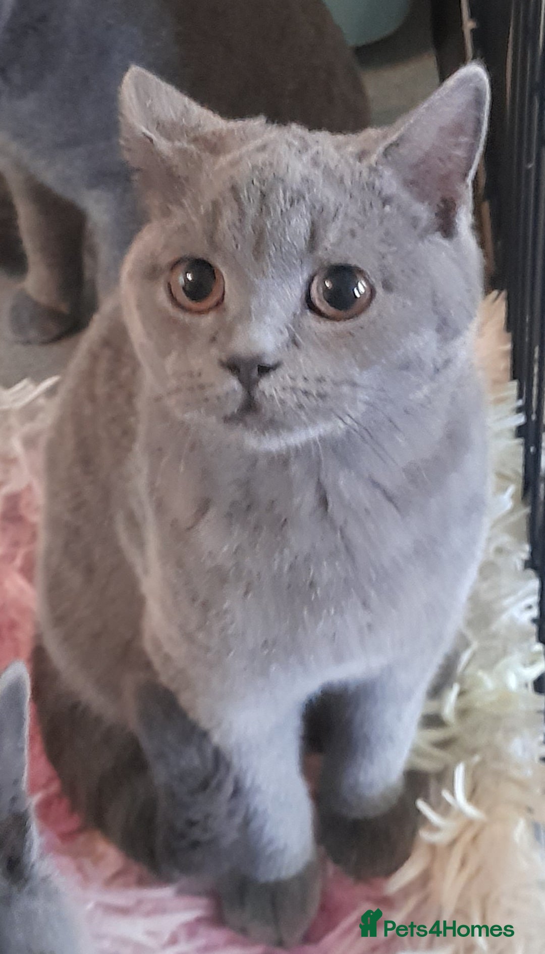 British Shorthair cats for sale: Beautiful Pedigree British short-haired kittens  - Image 3