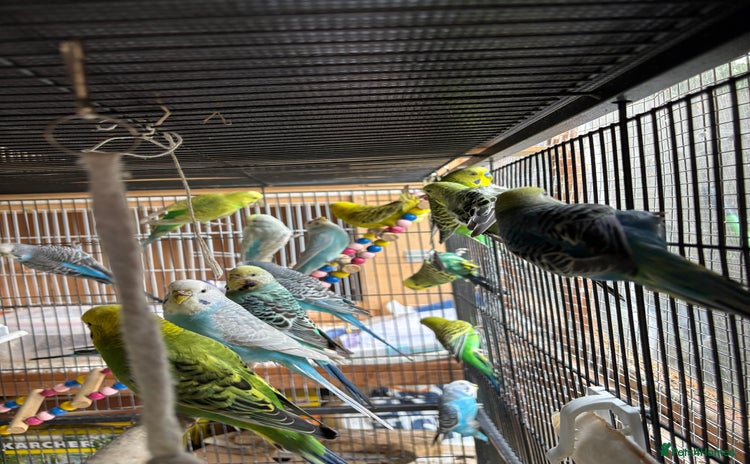 Budgerigars birds - Advert 3