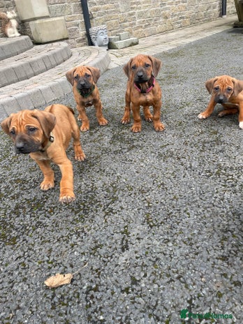 7 Year Old Rhodesian Ridgeback Rhodesian Ridgeback Dogs Breed - Information, Temperament, Size & Price ...