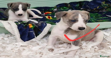 Whippet dogs - Advert 2