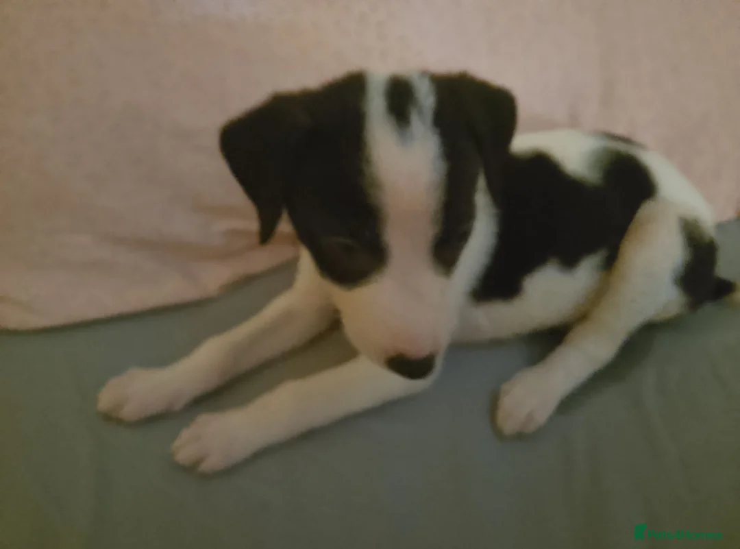 Greyhound dogs for sale: Greyhound for sale - Advert 1