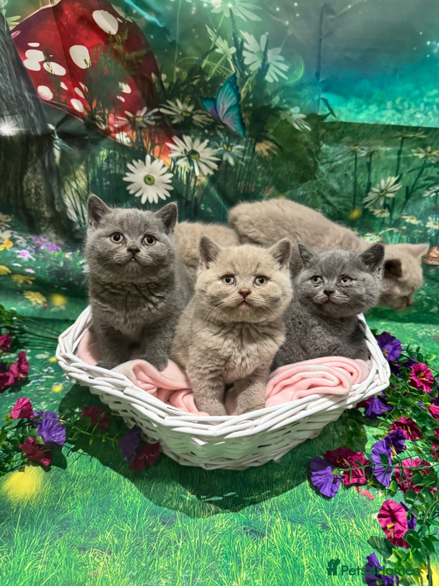British Shorthair cats 💙💕 Gorgeous Lilac British Shorthair Kittens 💞💙 - Advert 1