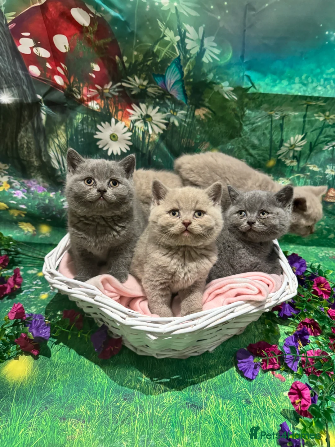 British Shorthair cats for sale: 💙💕 Gorgeous Lilac British Shorthair Kittens 💞💙 - Advert 1