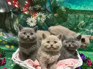 British Shorthair cats for sale: 💙💕 Gorgeous Lilac British Shorthair Kittens 💞💙 - Advert 2