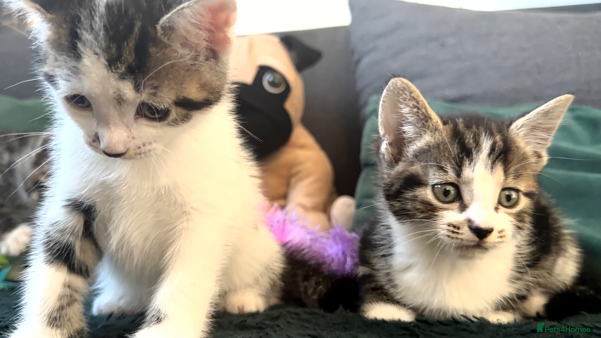 Mixed Breed cats 3 Beautiful Tabby & White Kittens - Advert 1