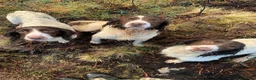 English Springer Spaniel dogs for sale: KC Springer Spaniel pups for sale in Duns - Advert 5